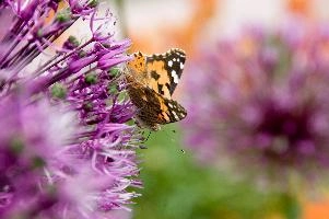 Painted Lady (2).jpg